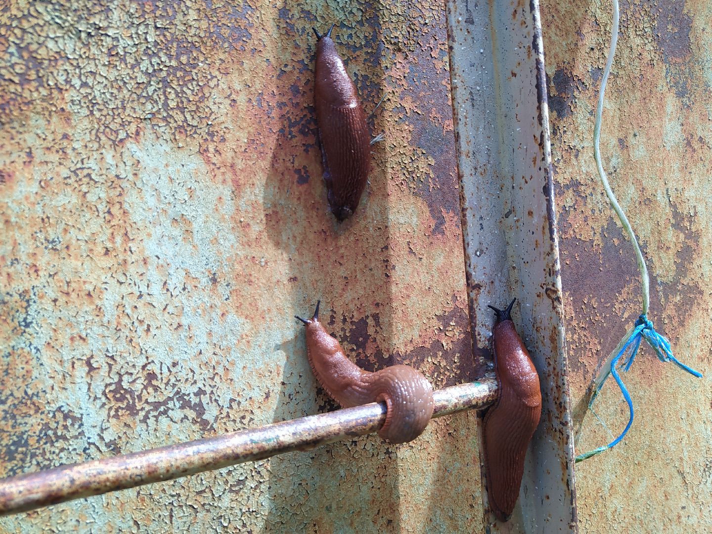 Истра, португальский слизень, слизни, мутанты, моллюски