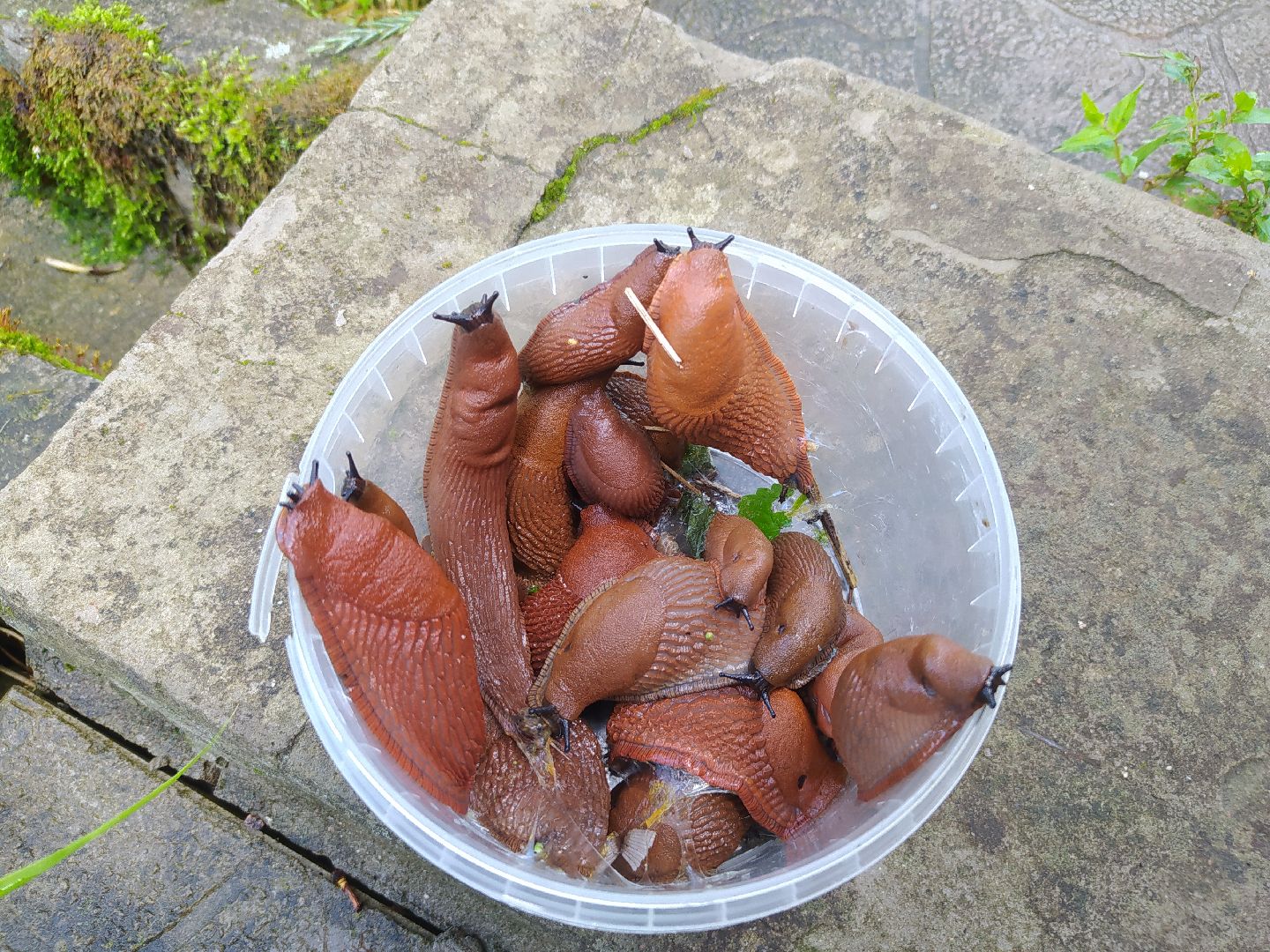 Истра, португальский слизень, слизни, мутанты, моллюски