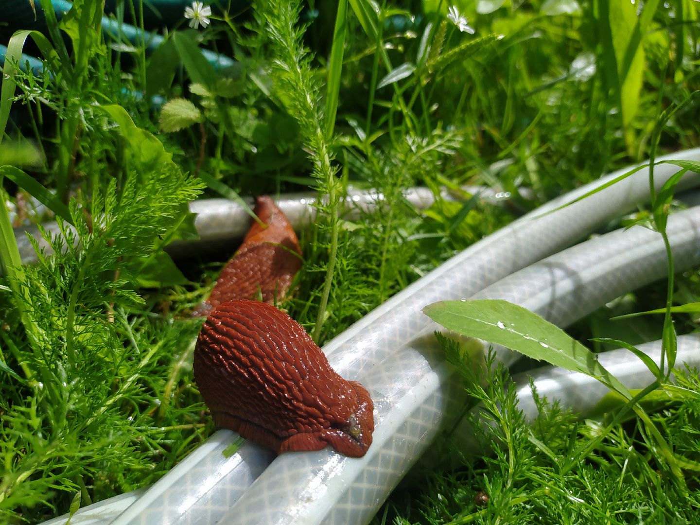 Истра, португальский слизень, слизни, мутанты, моллюски