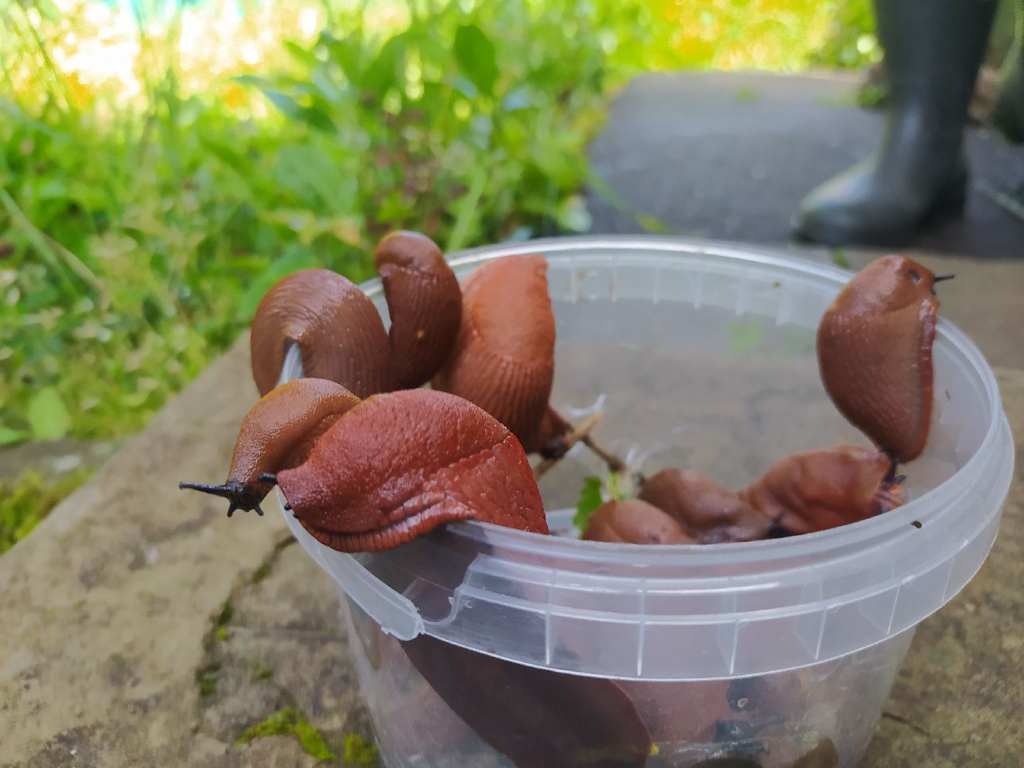 Истра, португальский слизень, слизни, мутанты, моллюски