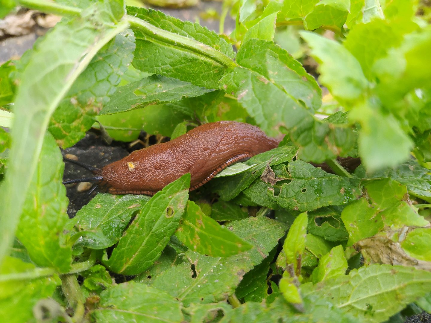 Истра, португальский слизень, слизни, мутанты, моллюски