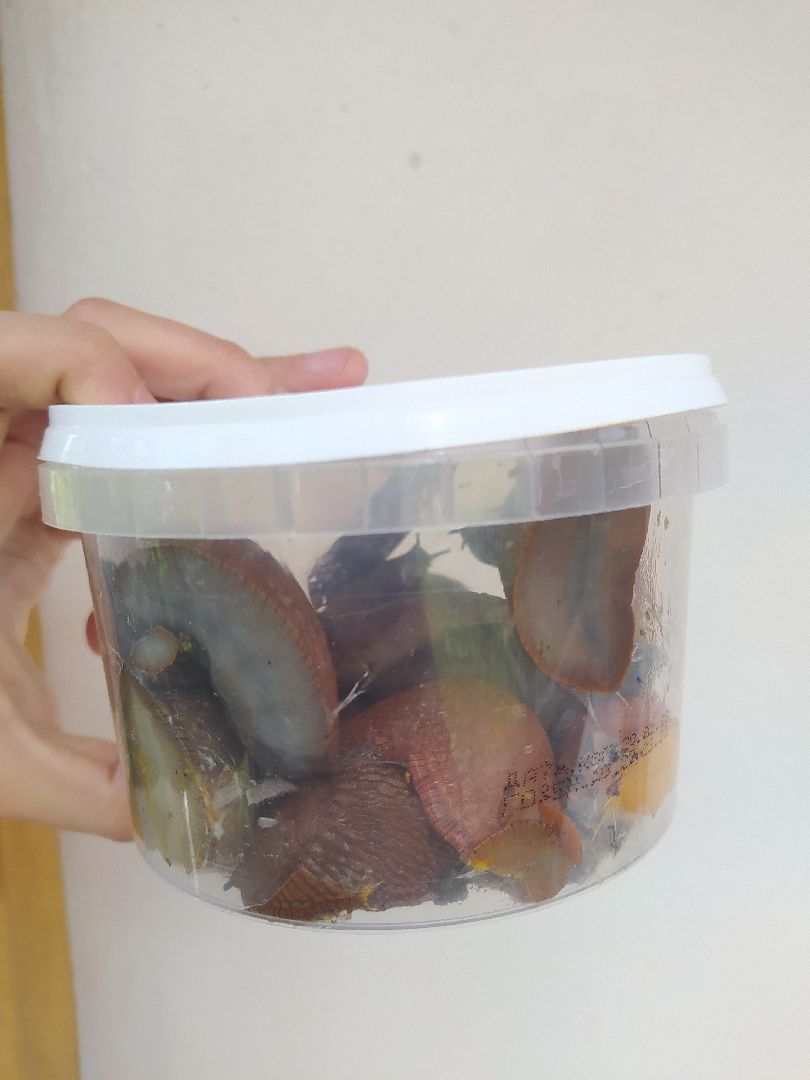 Истра, португальский слизень, слизни, мутанты, моллюски