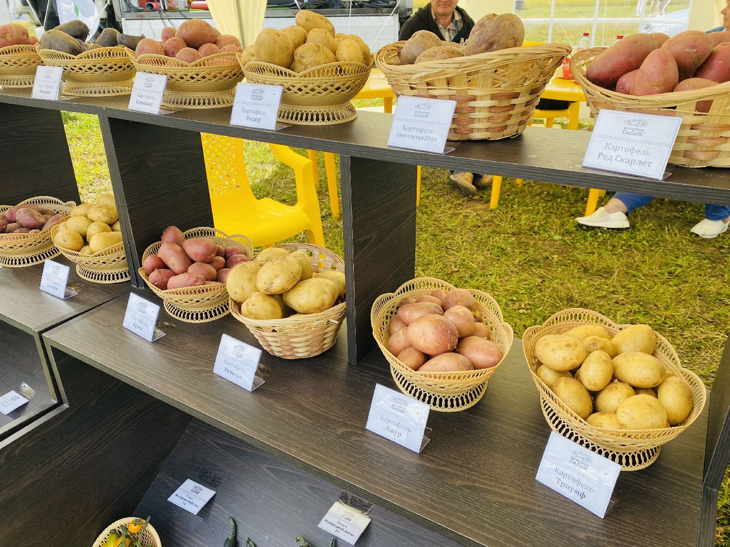 Домодедово, овощная ярмарка, выставка сортов, научный форум