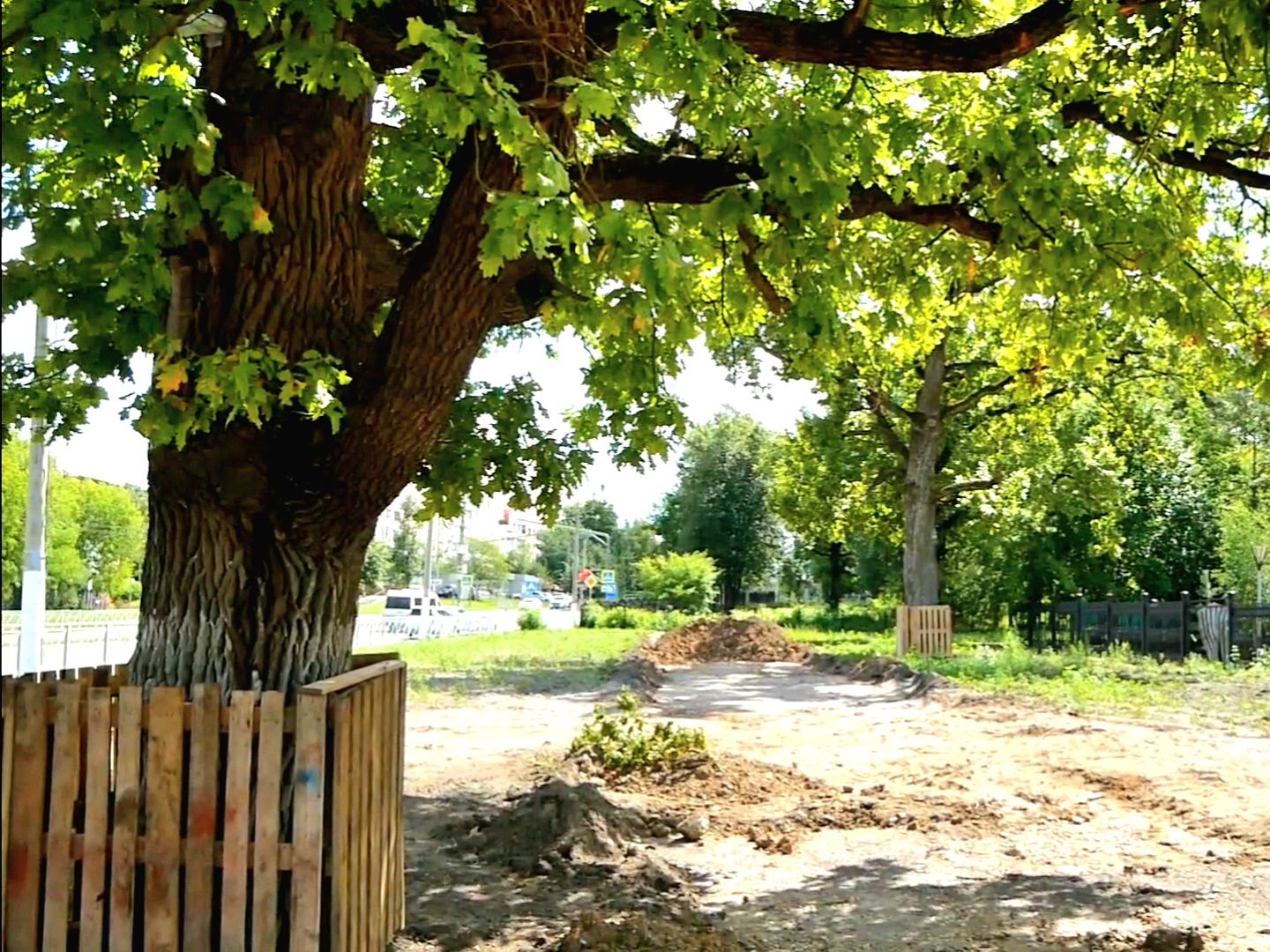 Подольск, деревья