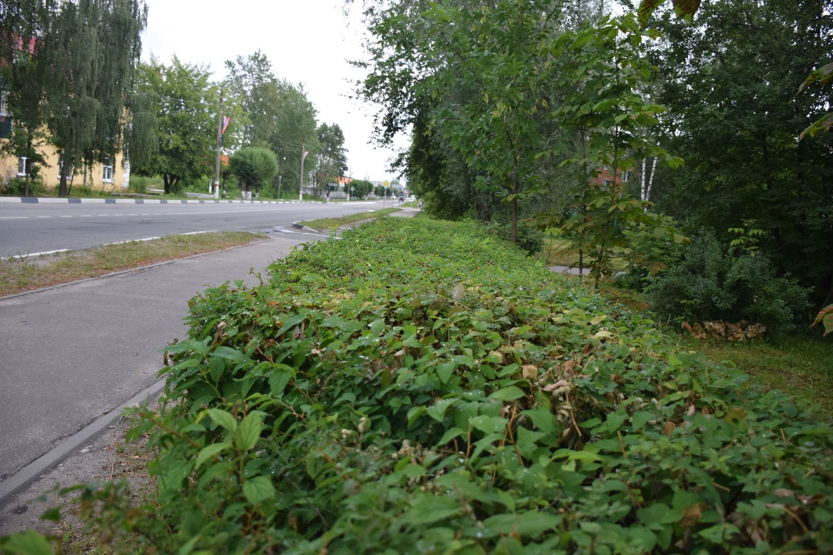 Павловский Посад,городской округ Павловский Посад, кусты, благоустройство, уборка, отстановка, люди