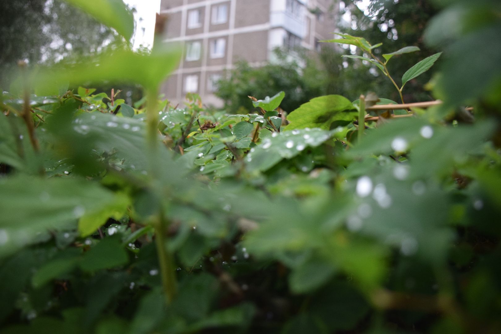 Павловский Посад,городской округ Павловский Посад, кусты, благоустройство, уборка, отстановка, люди