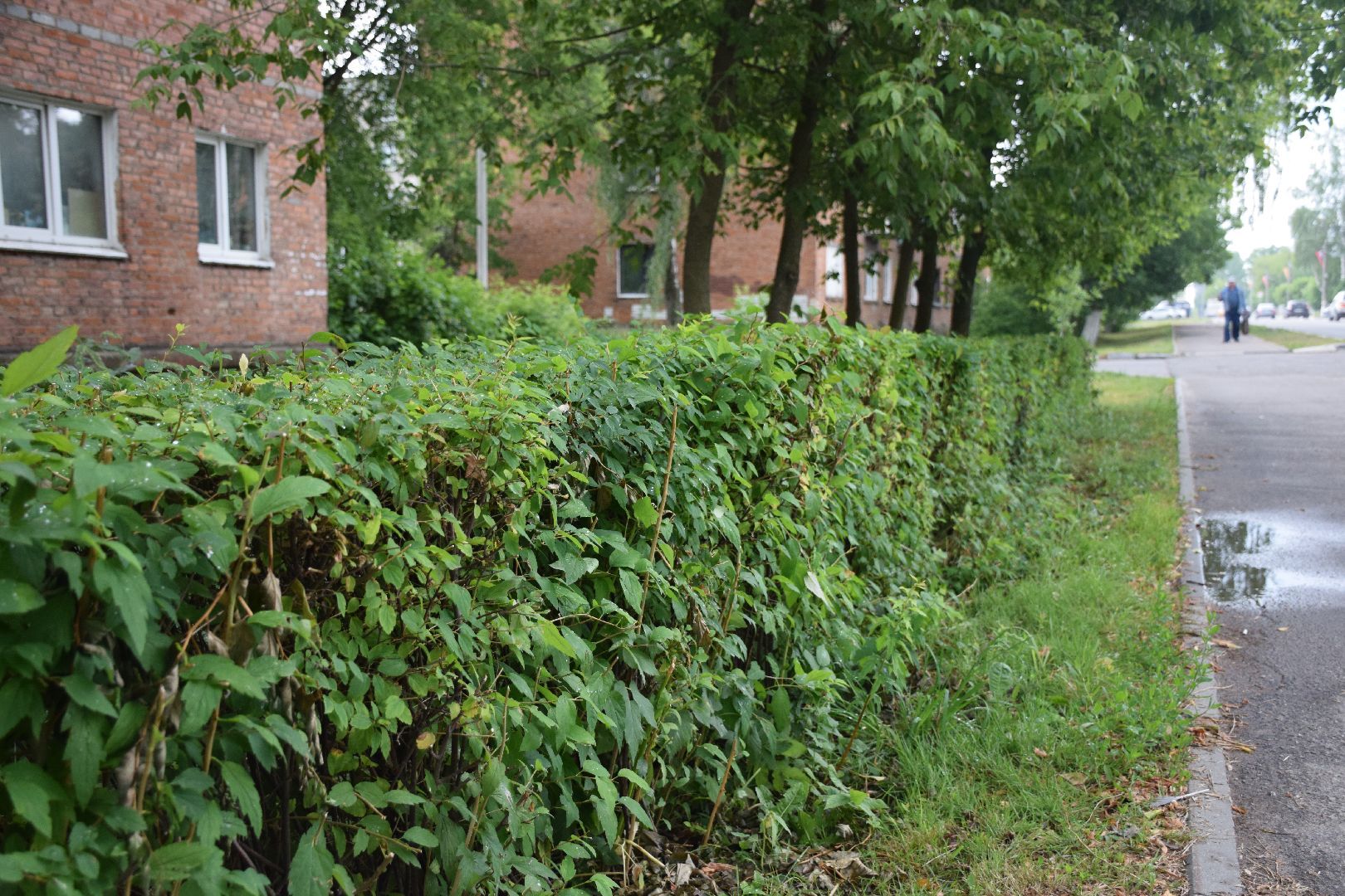 Павловский Посад,городской округ Павловский Посад, кусты, благоустройство, уборка, отстановка, люди