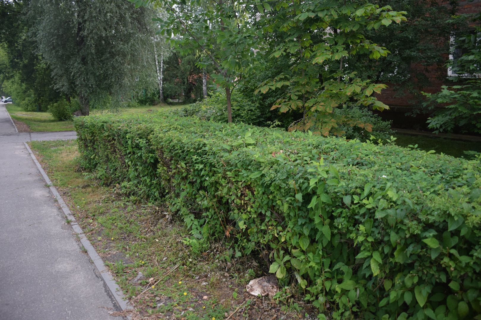 Павловский Посад,городской округ Павловский Посад, кусты, благоустройство, уборка, отстановка, люди