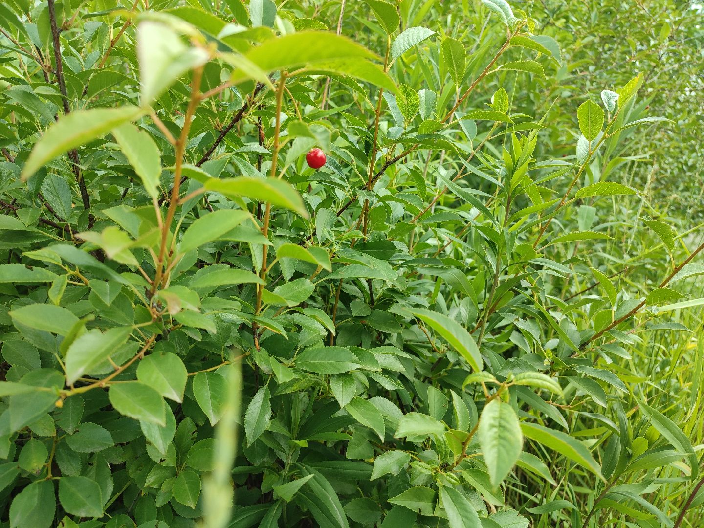 #талдомскийокруг, #вишня, #ягодымосковскойобласти, #вербилки, #лето