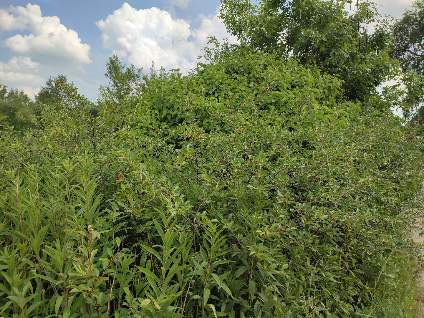 #талдомскийокруг, #вишня, #ягодымосковскойобласти, #вербилки, #лето