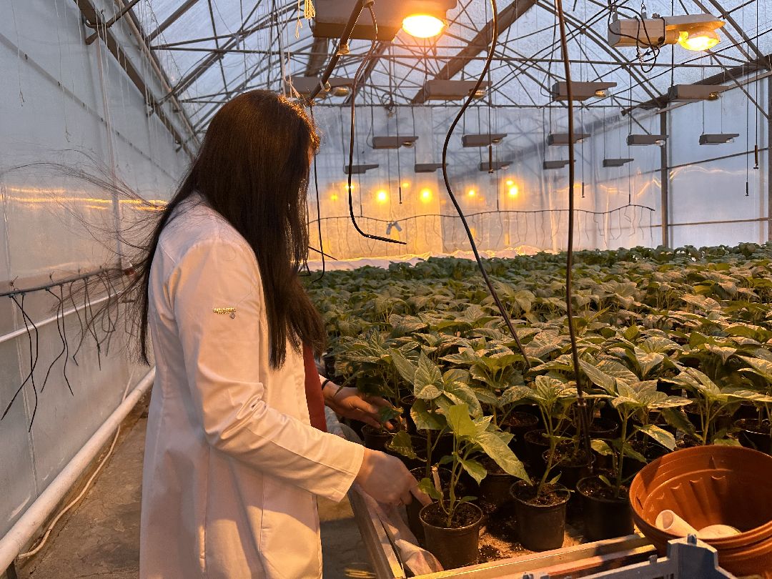 Одинцово, Овощи, Цаеты, 8 марта, Импортозамещение