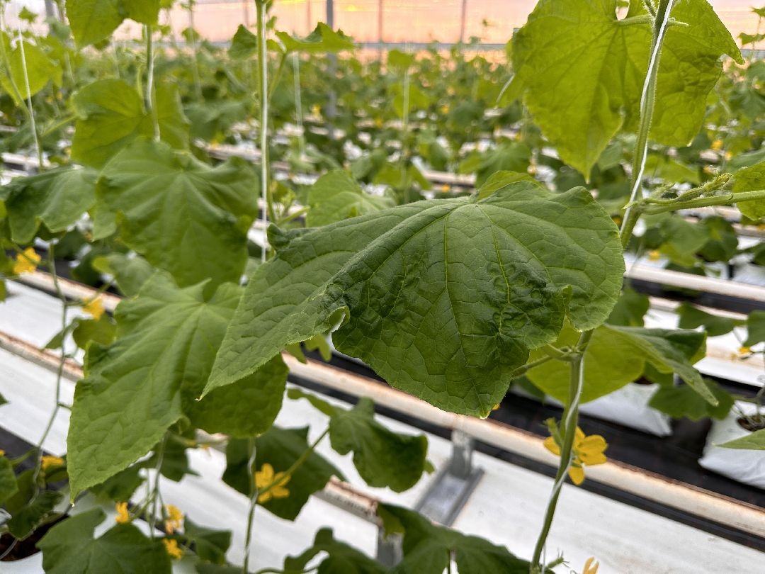 Одинцово, Овощи, Цаеты, 8 марта, Импортозамещение