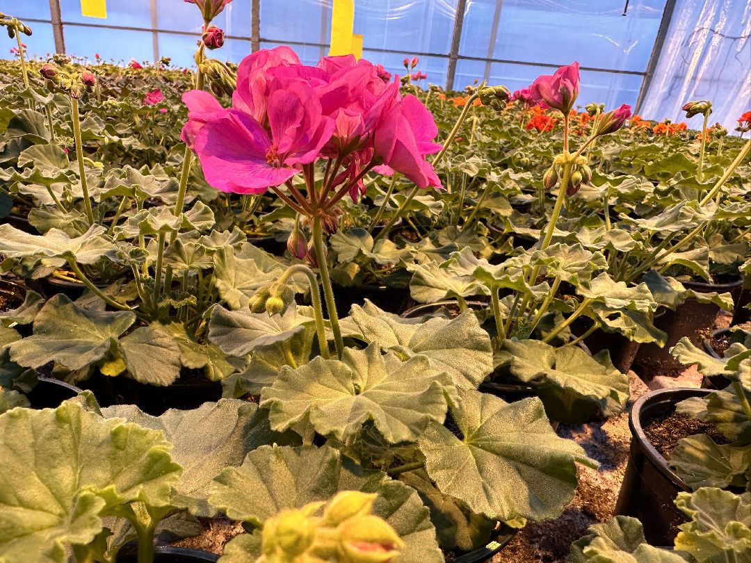 Одинцово, Овощи, Цаеты, 8 марта, Импортозамещение