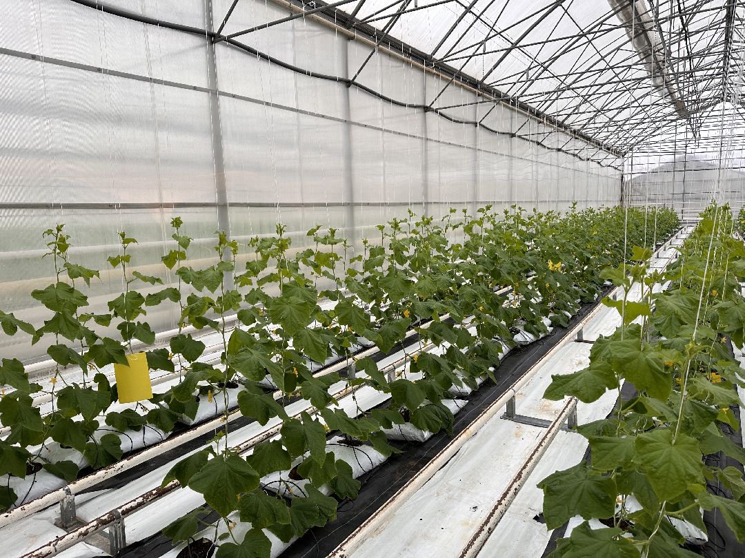 Одинцово, Овощи, Цаеты, 8 марта, Импортозамещение