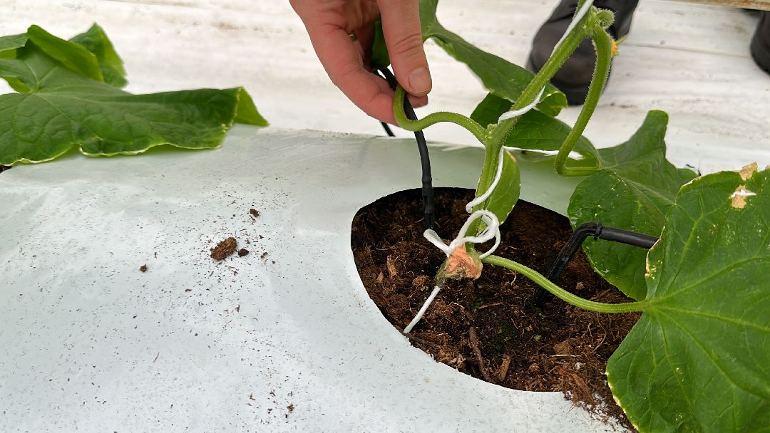 Одинцово, Овощи, Цаеты, 8 марта, Импортозамещение