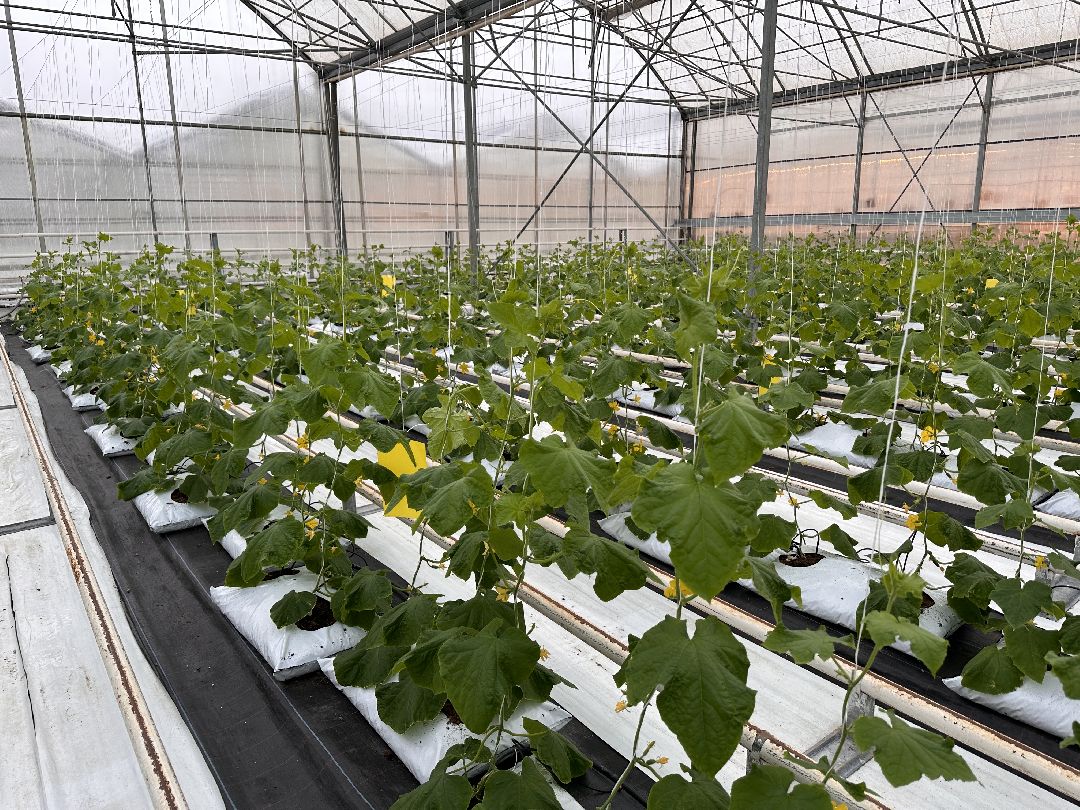 Одинцово, Овощи, Цаеты, 8 марта, Импортозамещение