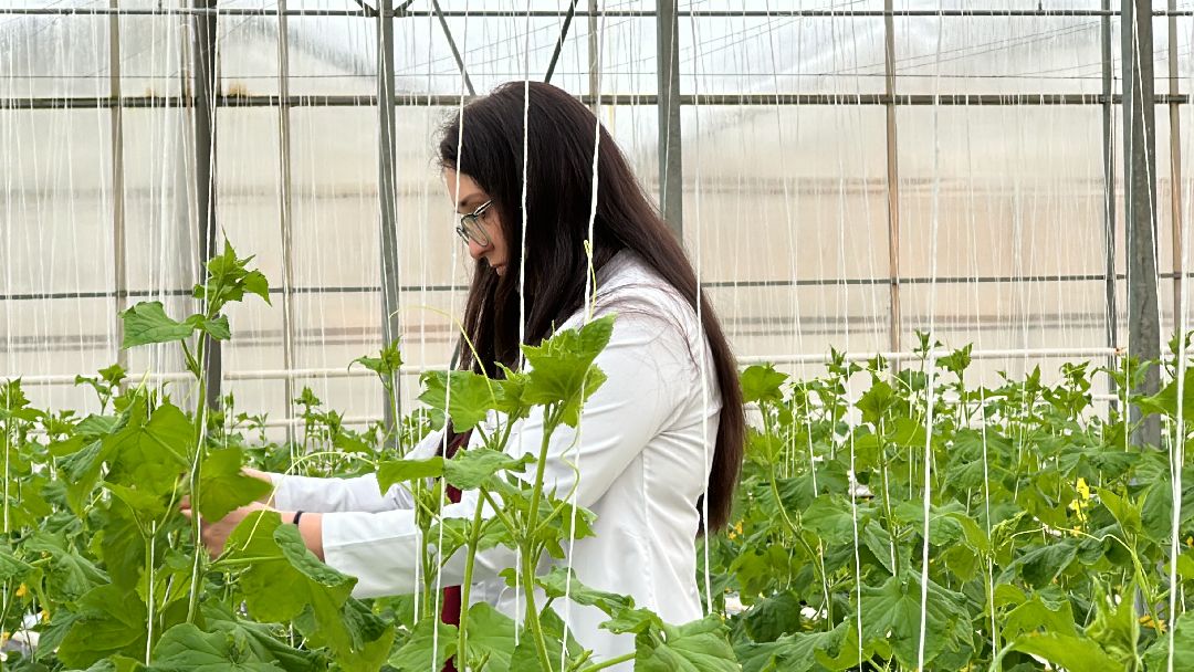 Одинцово, Овощи, Цаеты, 8 марта, Импортозамещение