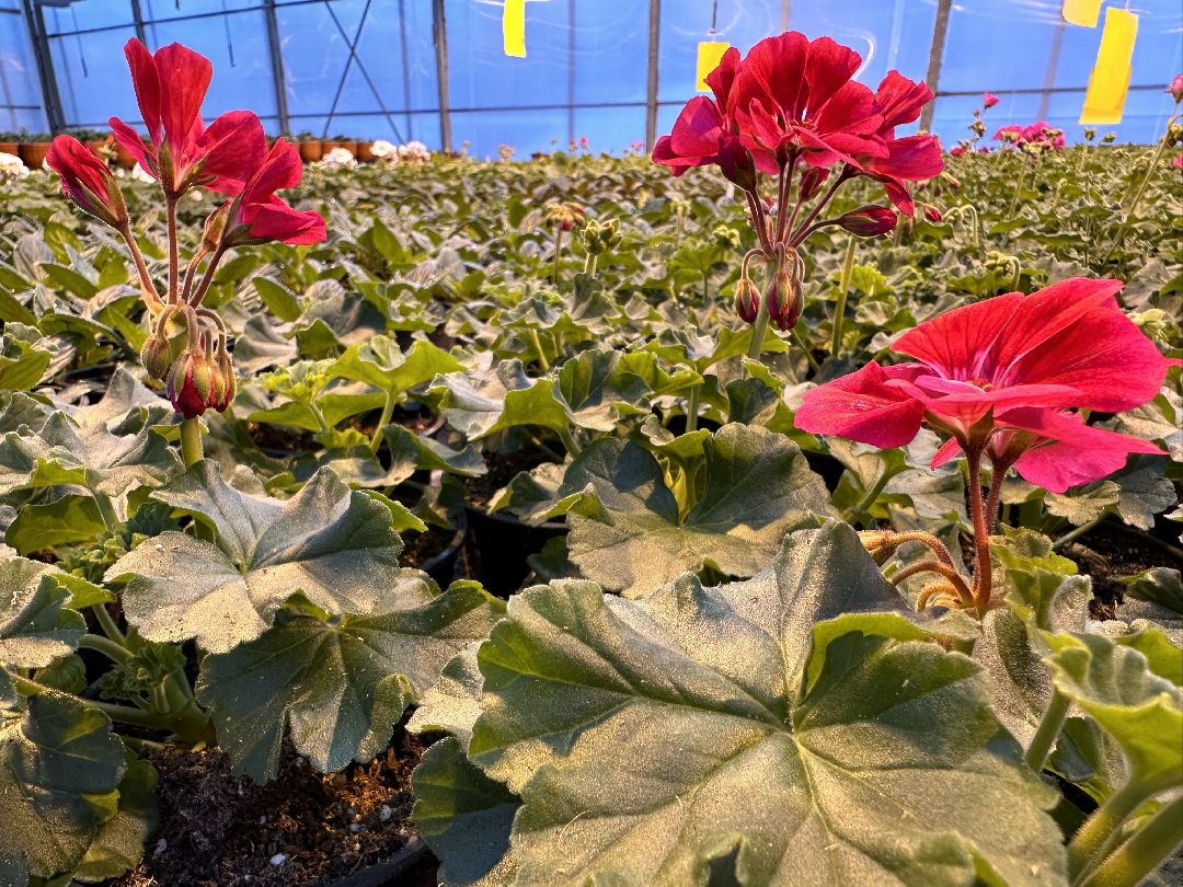 Одинцово, Овощи, Цаеты, 8 марта, Импортозамещение