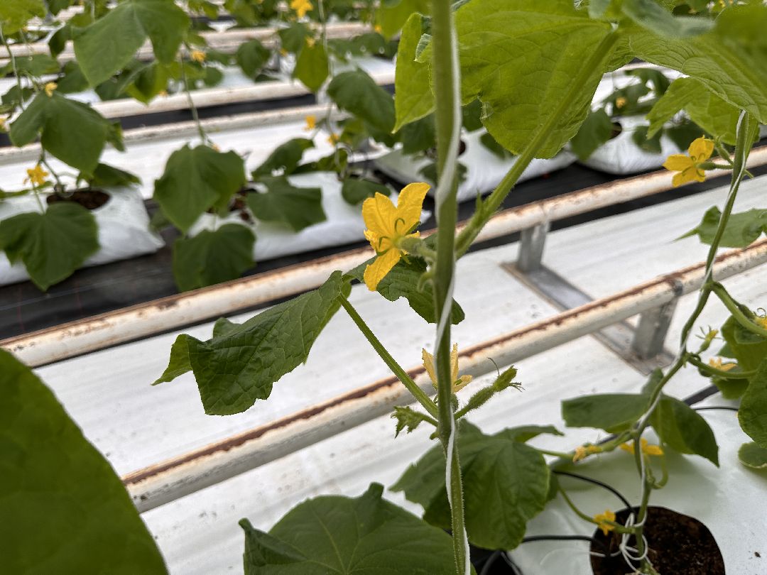 Одинцово, Овощи, Цаеты, 8 марта, Импортозамещение