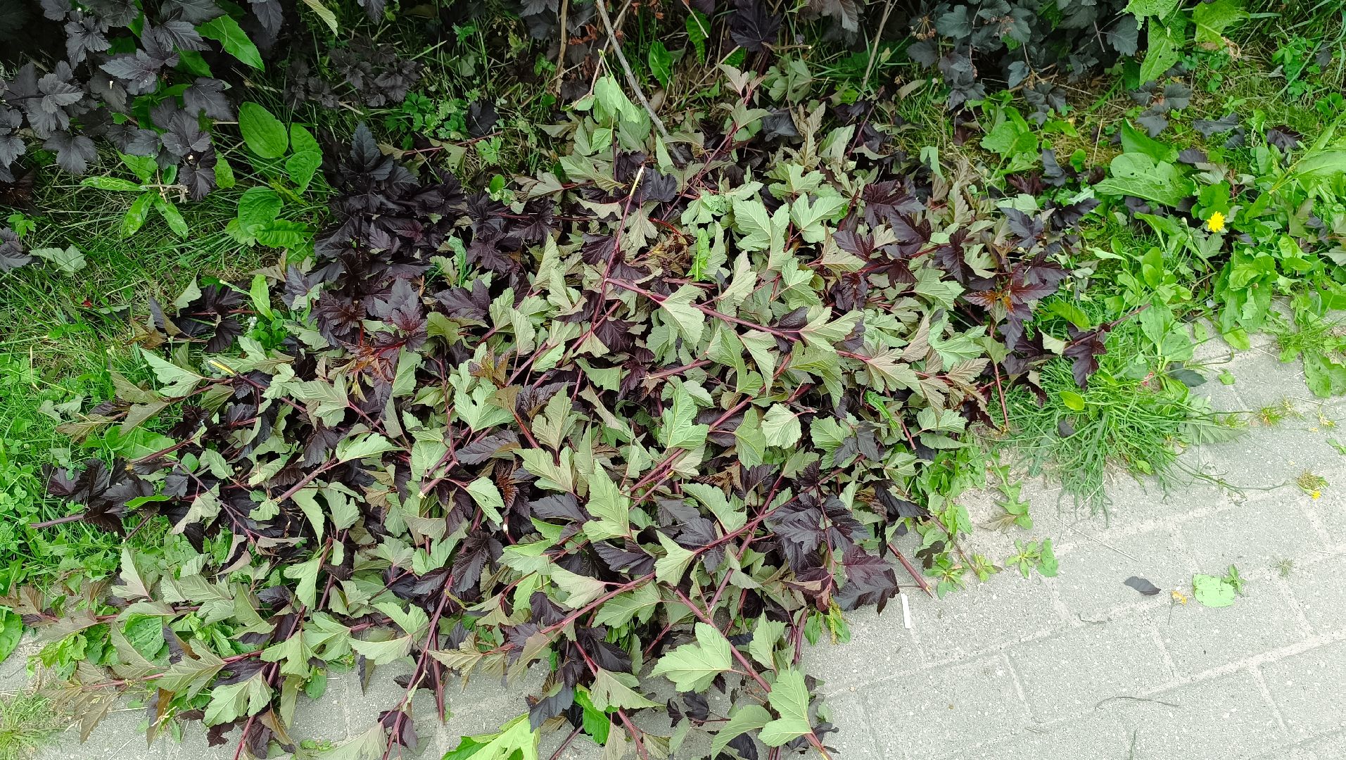 Лобня, парк, благоустройство