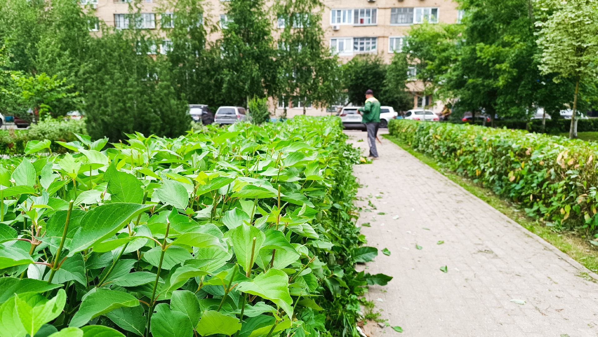 Лобня, парк, благоустройство
