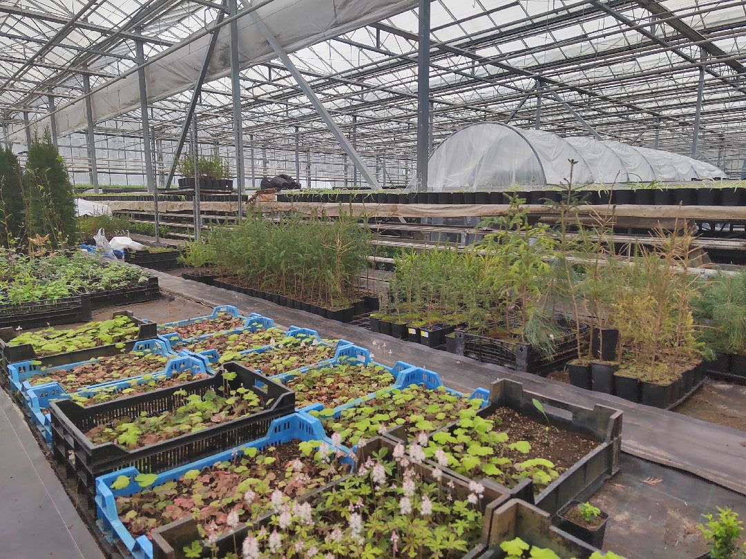 Пушкино, Пушкинский, Тарасовка, Клязьма, Тюльпаны, 8 марта, производство, хозяйство