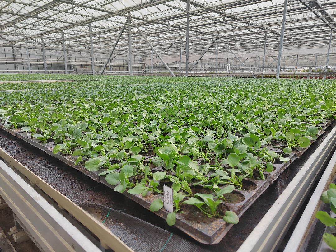 Пушкино, Пушкинский, Тарасовка, Клязьма, Тюльпаны, 8 марта, производство, хозяйство