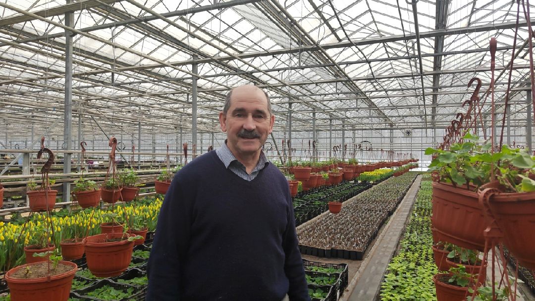 Пушкино, Пушкинский, Тарасовка, Клязьма, Тюльпаны, 8 марта, производство, хозяйство