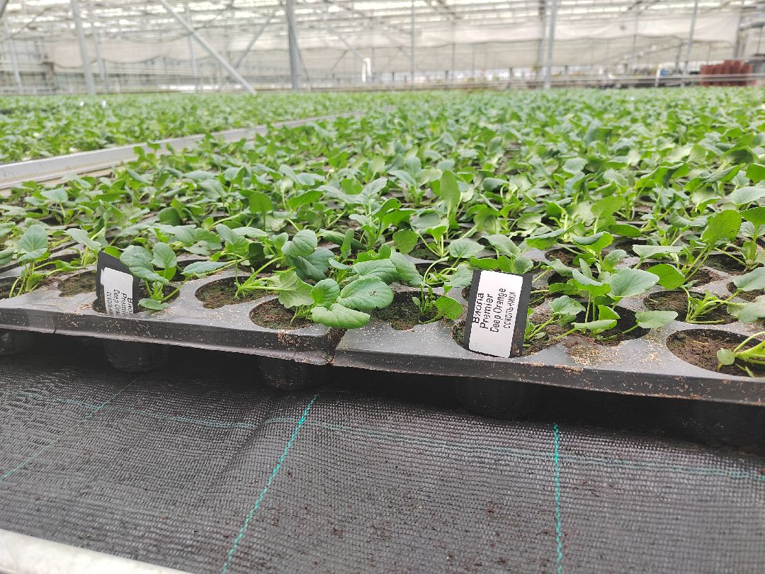 Пушкино, Пушкинский, Тарасовка, Клязьма, Тюльпаны, 8 марта, производство, хозяйство