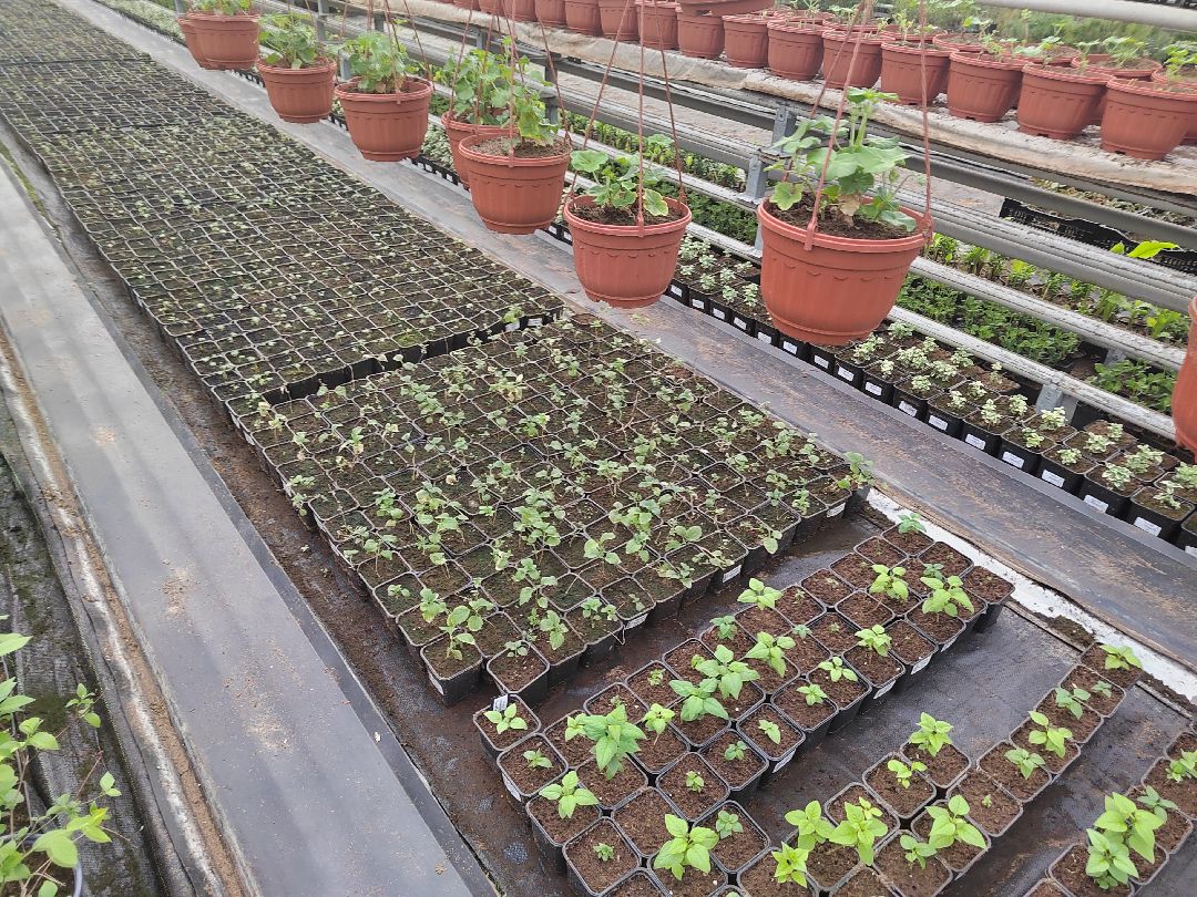 Пушкино, Пушкинский, Тарасовка, Клязьма, Тюльпаны, 8 марта, производство, хозяйство