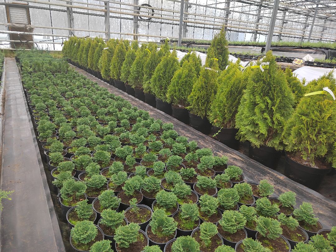 Пушкино, Пушкинский, Тарасовка, Клязьма, Тюльпаны, 8 марта, производство, хозяйство