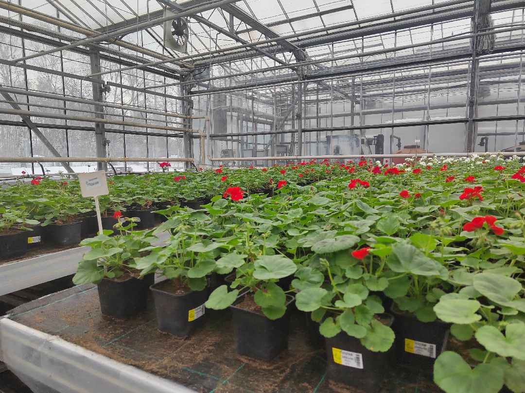 Пушкино, Пушкинский, Тарасовка, Клязьма, Тюльпаны, 8 марта, производство, хозяйство