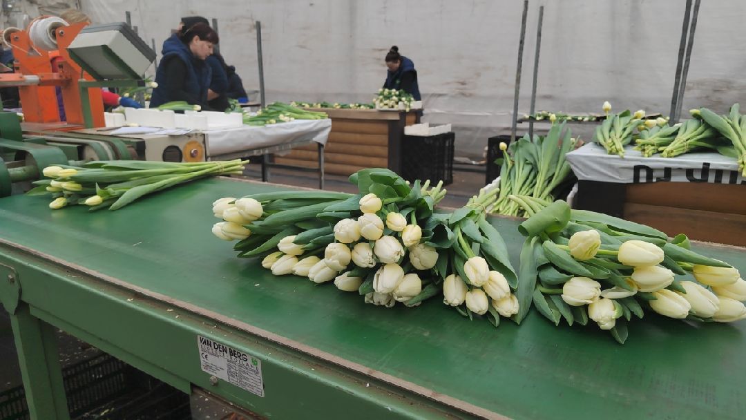 Пушкино, Пушкинский, 8 марта, тюльпаны, праздник, милые дамы, Весна в Подмосковье, Международный женский день