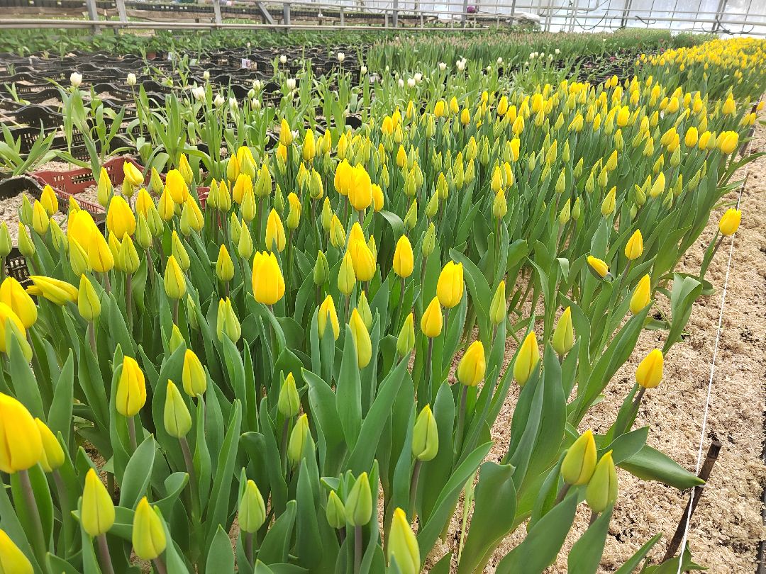 Пушкино, Пушкинский, 8 марта, тюльпаны, праздник, милые дамы, Весна в Подмосковье, Международный женский день