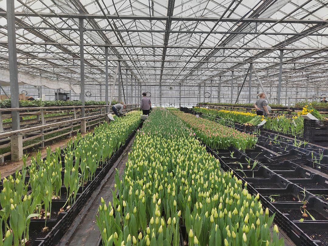 Пушкино, Пушкинский, 8 марта, тюльпаны, праздник, милые дамы, Весна в Подмосковье, Международный женский день