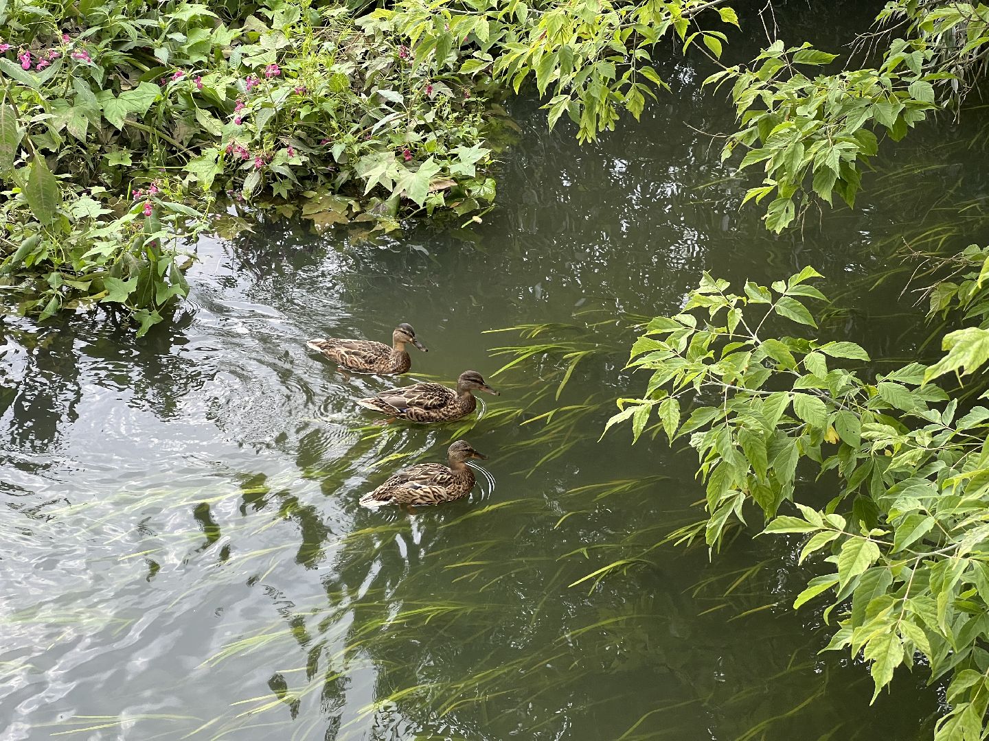 Химки, микрорайон Сходня, экология, река Горетовка
