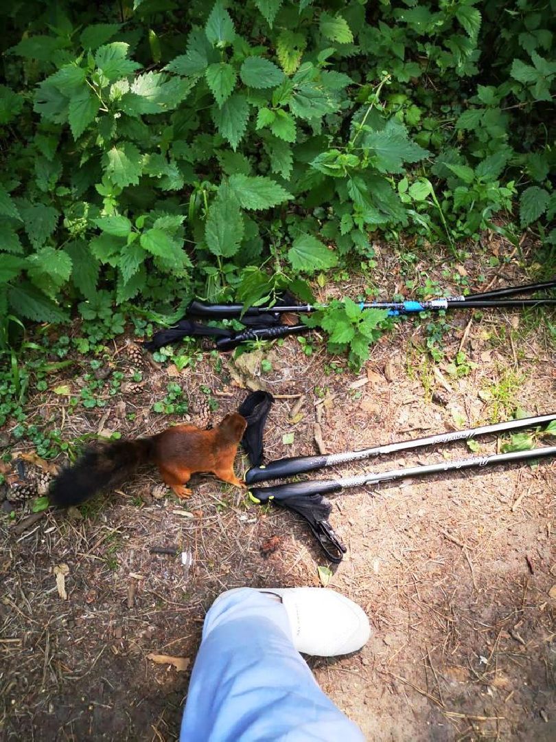 скандинавская ходьба, активное долголетие, Котельники