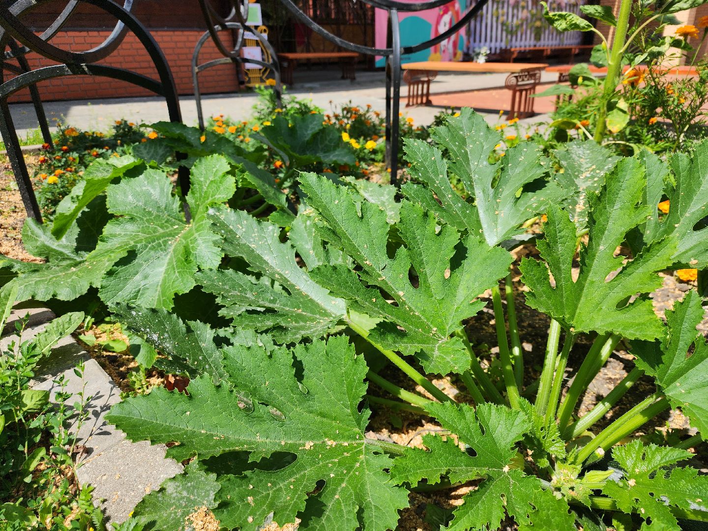 Павловский Посад, городской округ Павловский Посад, люди, лето, парк, огород, урожай