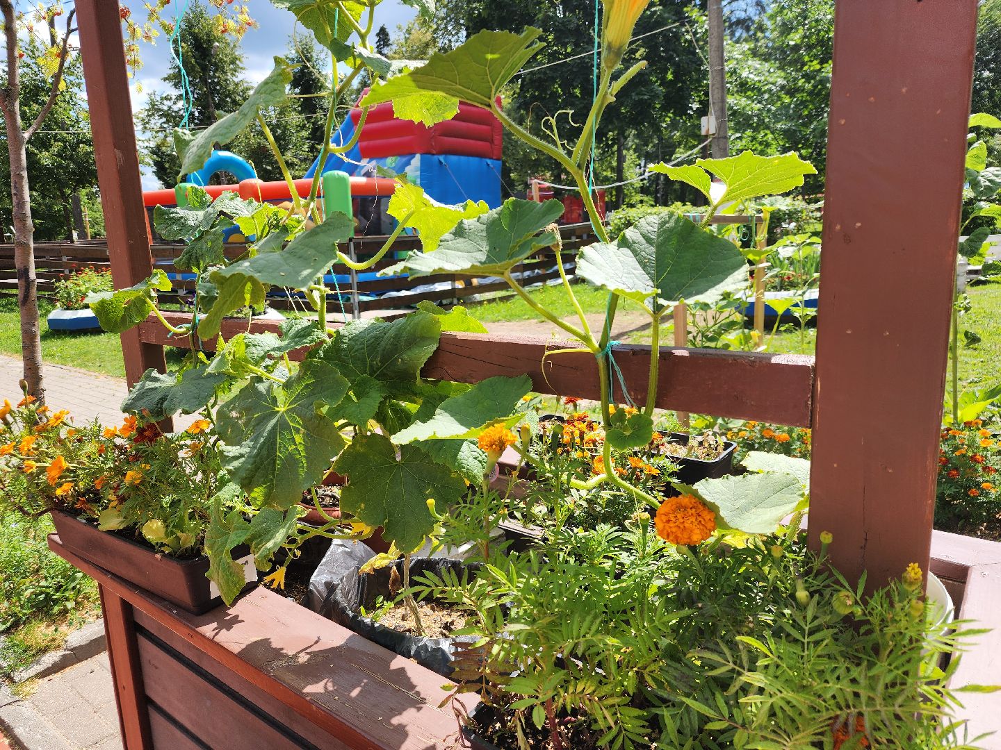 Павловский Посад, городской округ Павловский Посад, люди, лето, парк, огород, урожай