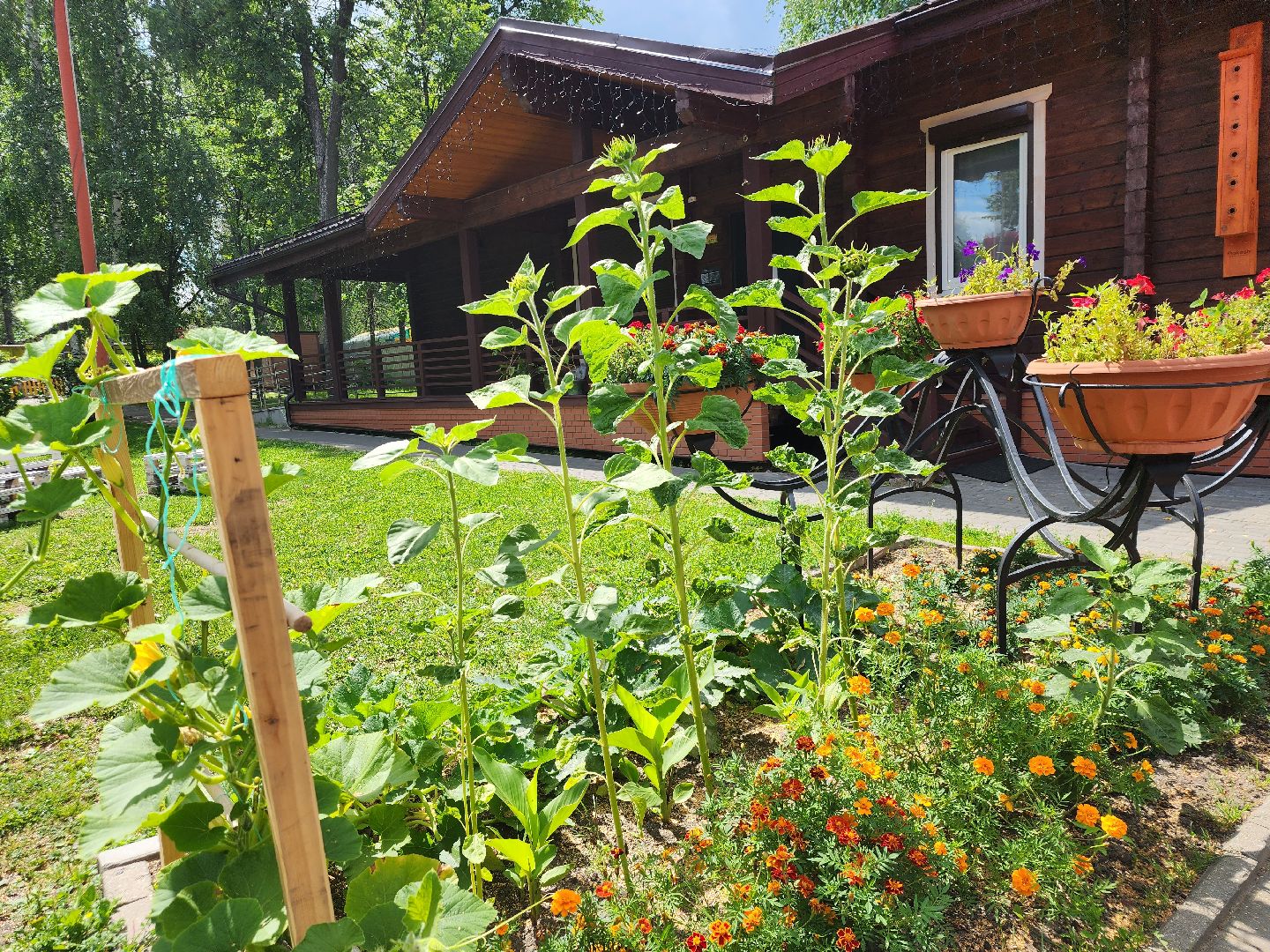 Павловский Посад, городской округ Павловский Посад, люди, лето, парк, огород, урожай