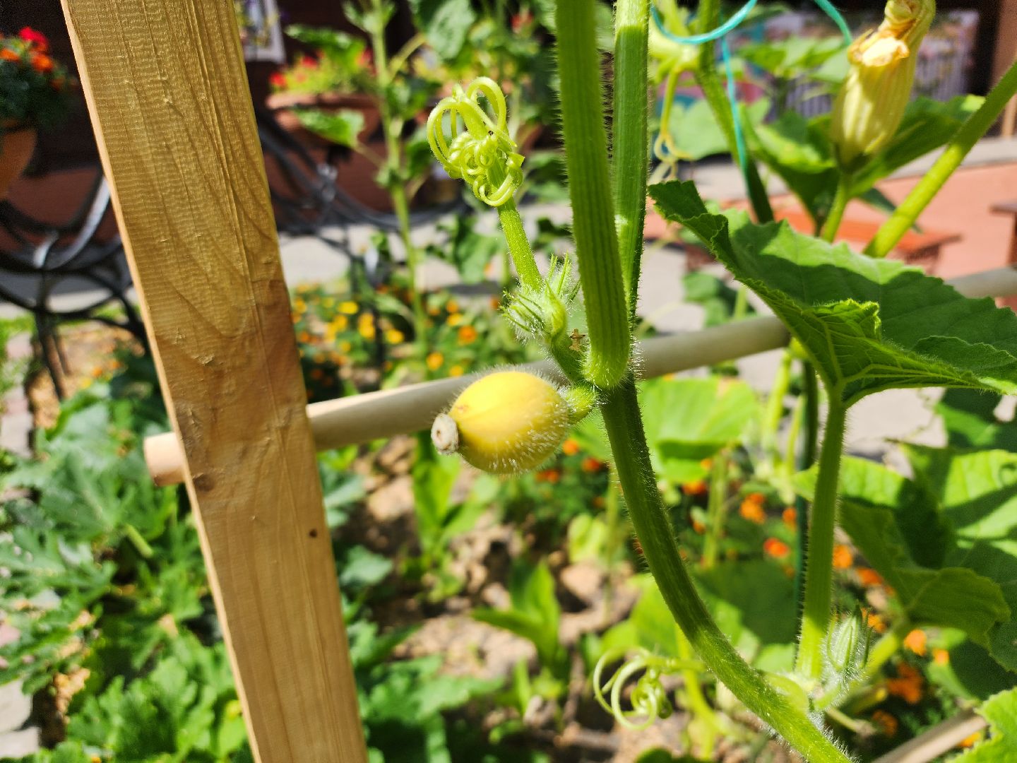 Павловский Посад, городской округ Павловский Посад, люди, лето, парк, огород, урожай