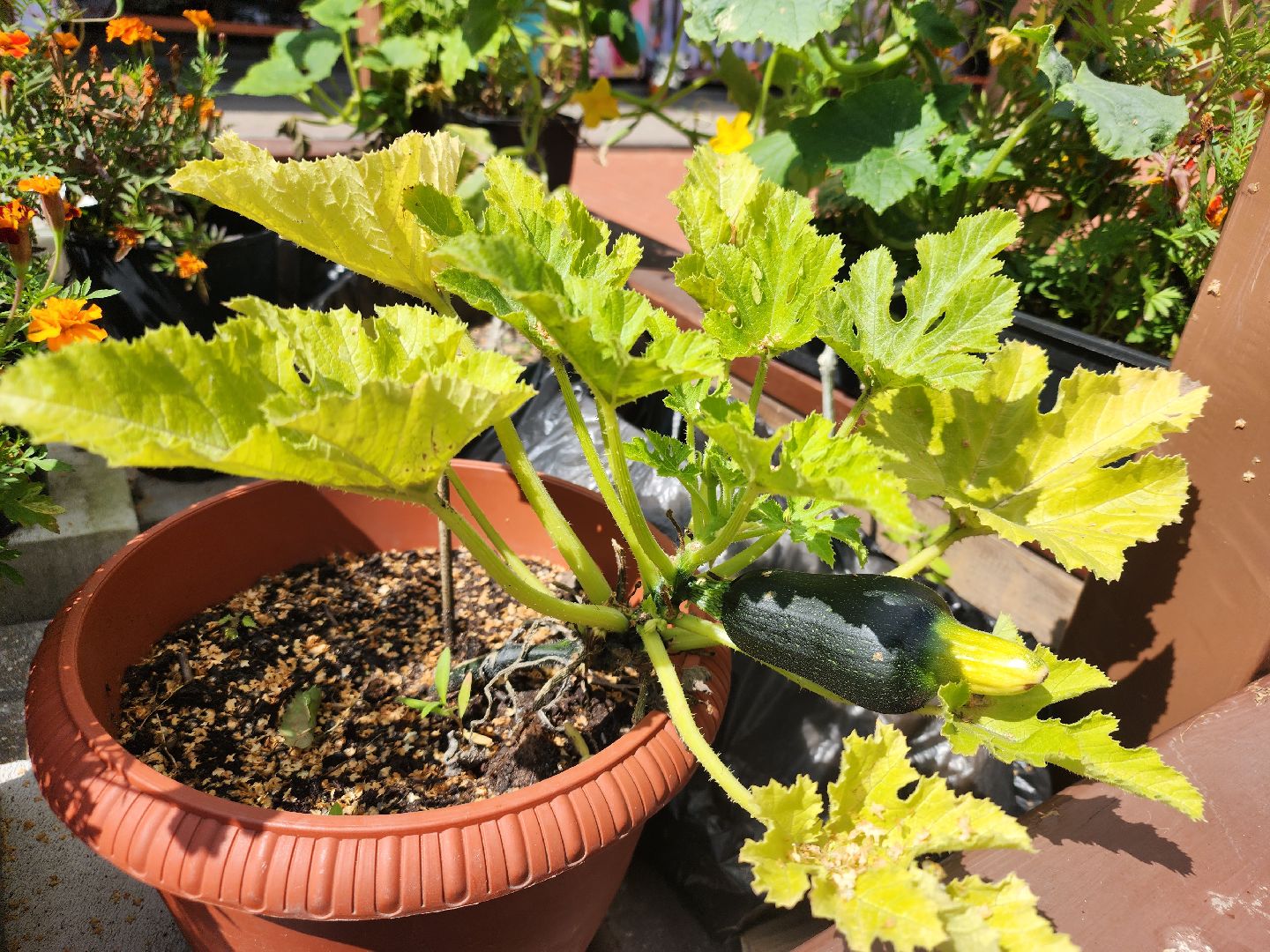 Павловский Посад, городской округ Павловский Посад, люди, лето, парк, огород, урожай