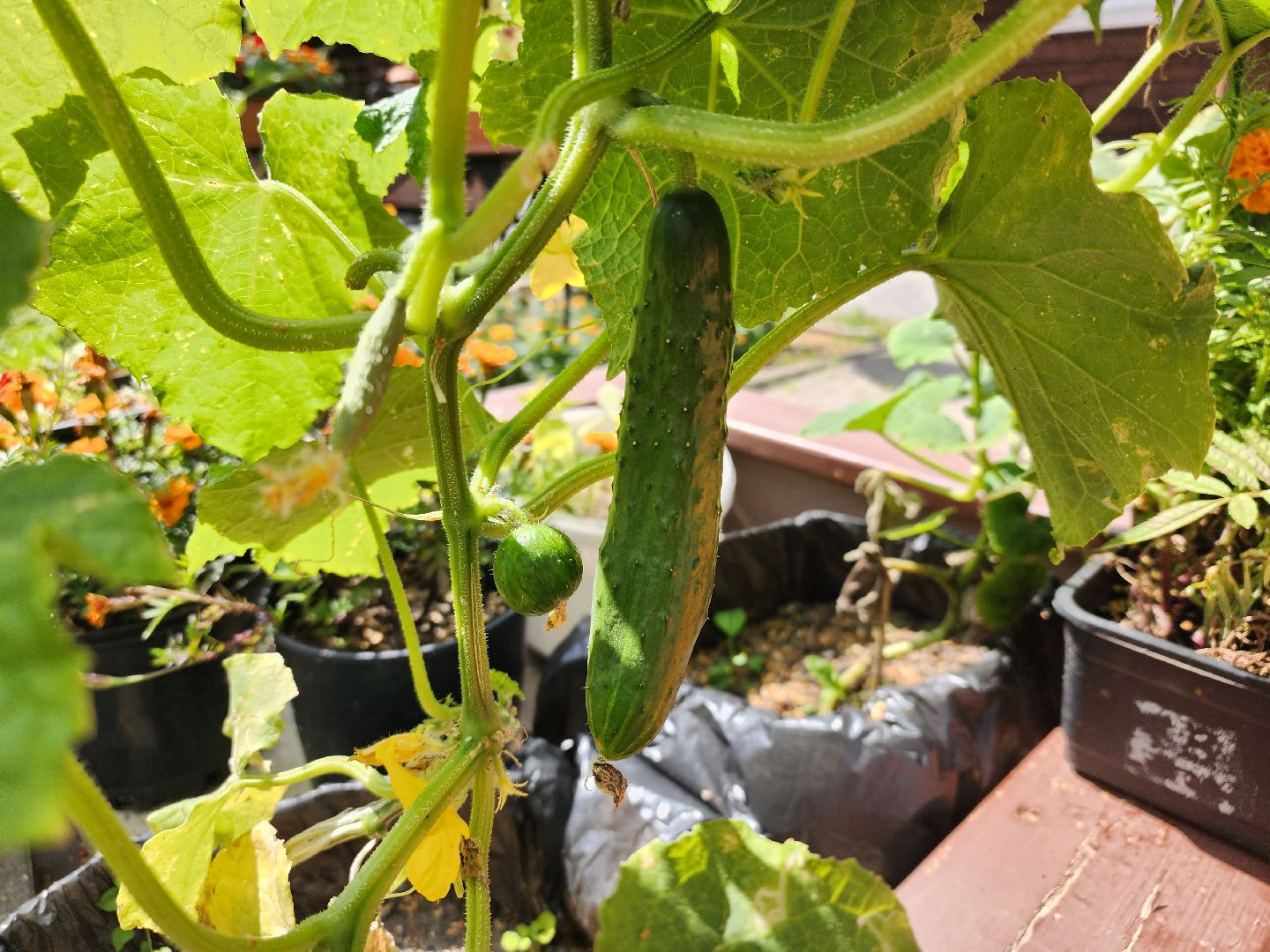 Павловский Посад, городской округ Павловский Посад, люди, лето, парк, огород, урожай