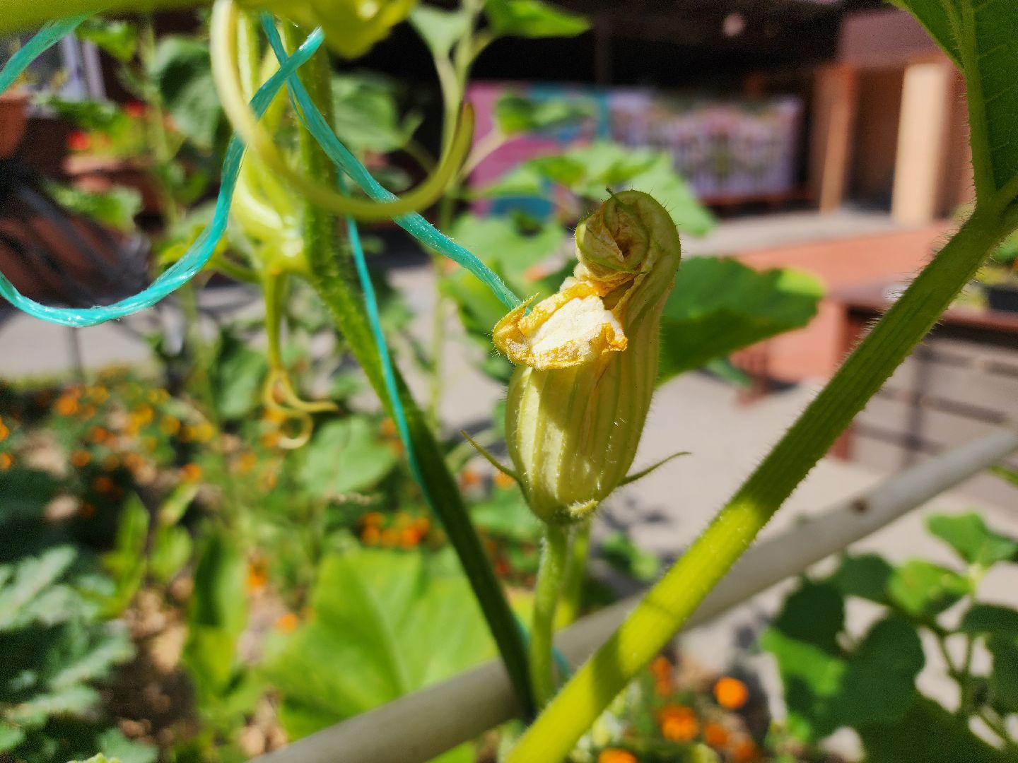 Павловский Посад, городской округ Павловский Посад, люди, лето, парк, огород, урожай