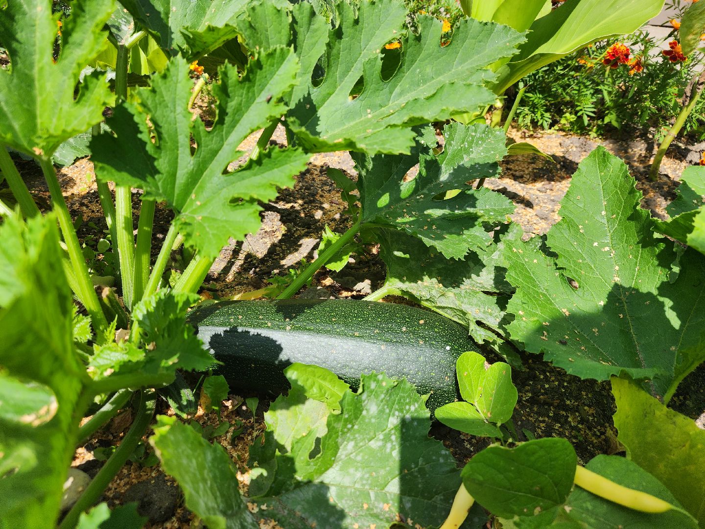 Павловский Посад, городской округ Павловский Посад, люди, лето, парк, огород, урожай