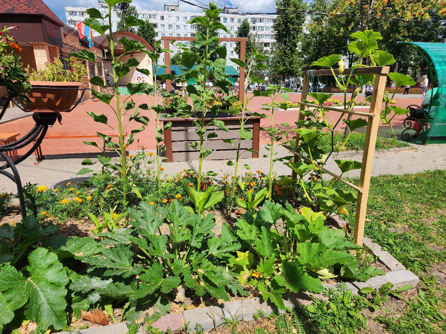 Павловский Посад, городской округ Павловский Посад, люди, лето, парк, огород, урожай