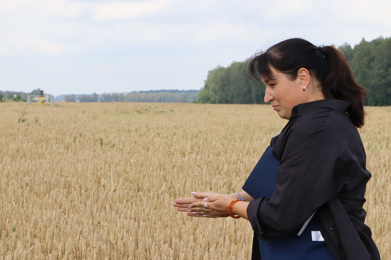 Серебряные Пруды, сельское хозяйство, урожай 2023