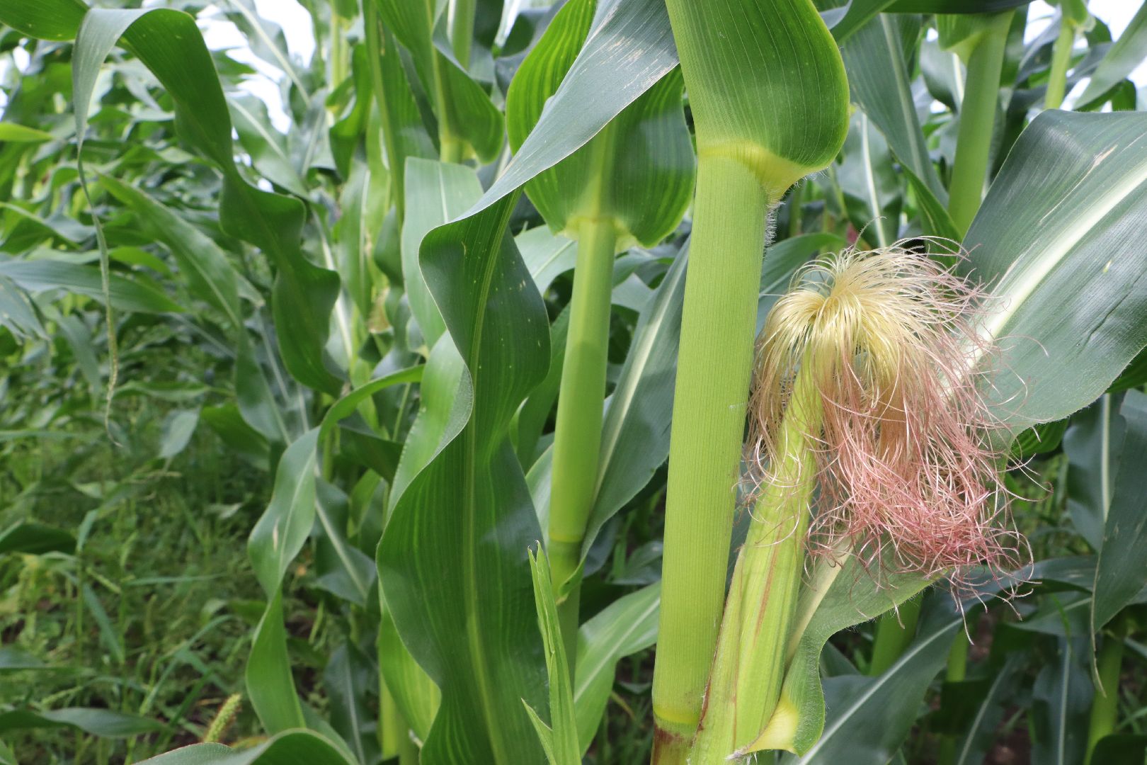 Серебряные Пруды, сельское хозяйство, урожай 2023