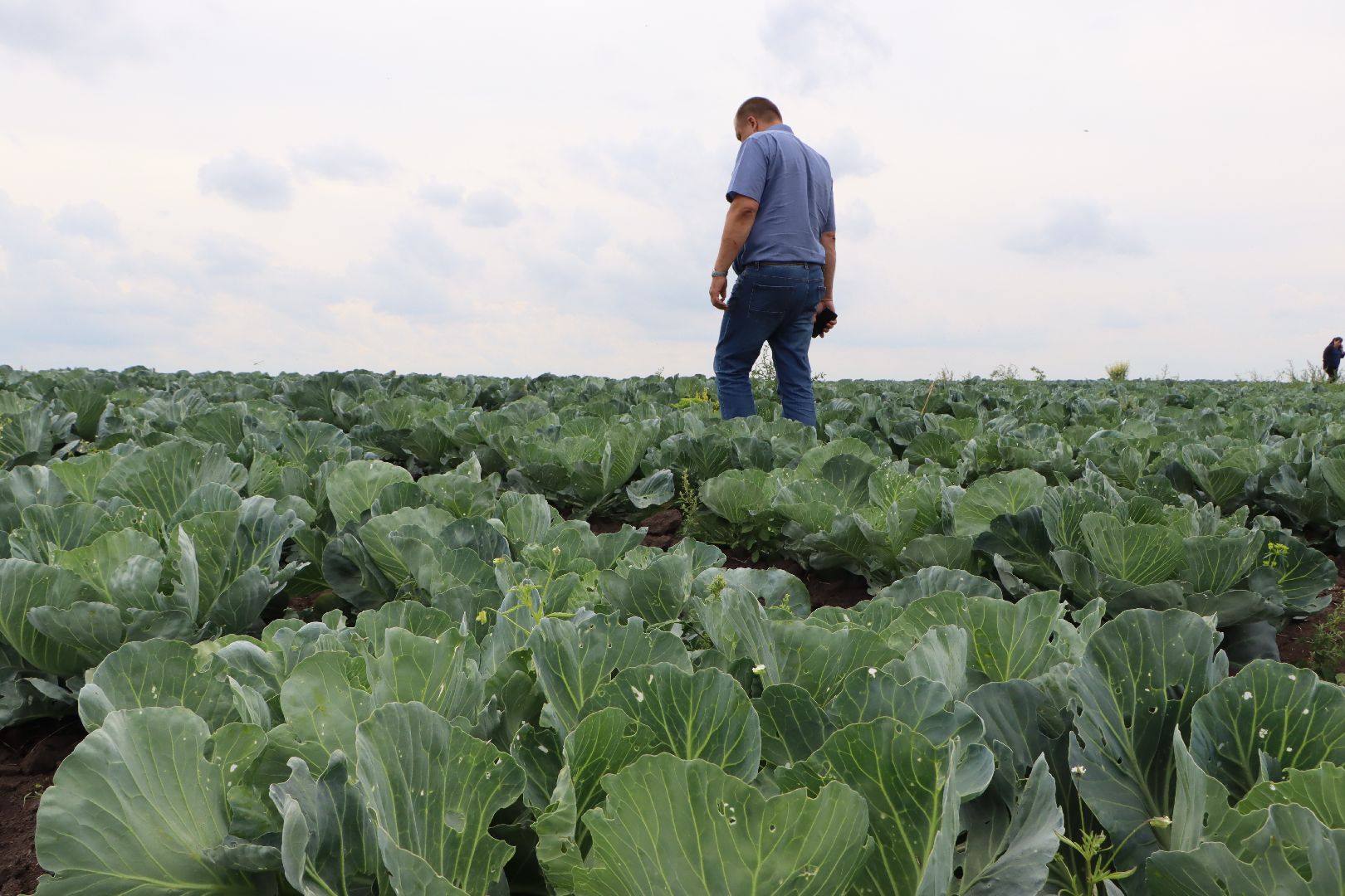 Серебряные Пруды, сельское хозяйство, урожай 2023