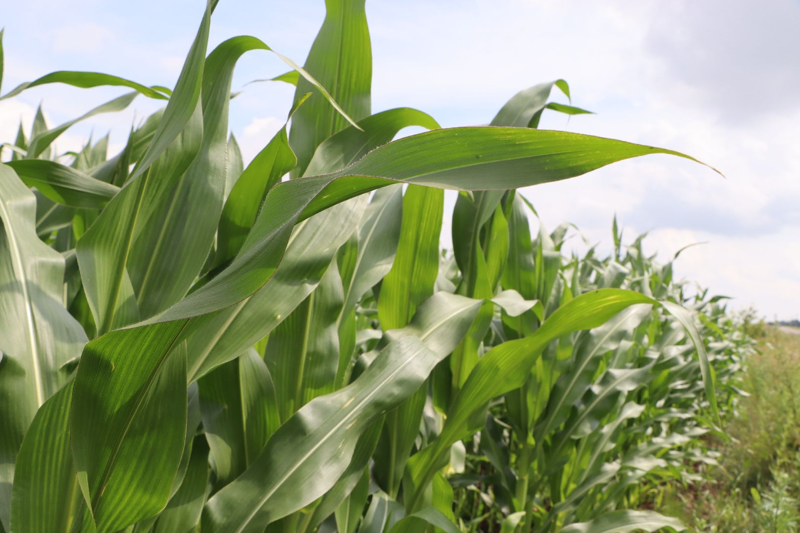 Серебряные Пруды, сельское хозяйство, урожай 2023